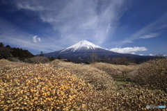 富士とミツマタ