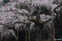 枝垂れ、満開に