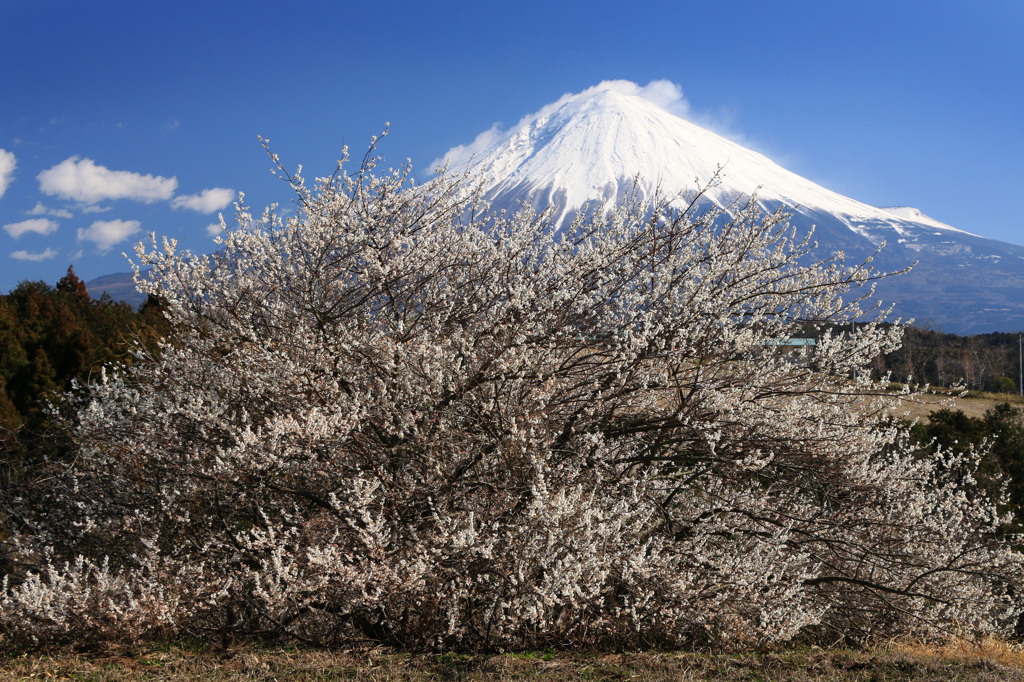 山里の梅一本 (21Ｔ)