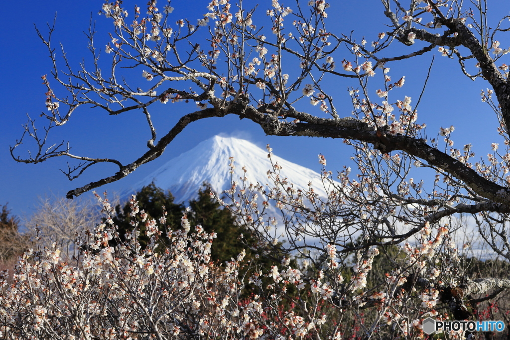 白梅越しに富士を観る