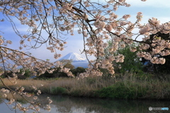 沼川の春 (770T)