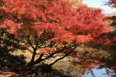 公園にも紅葉が