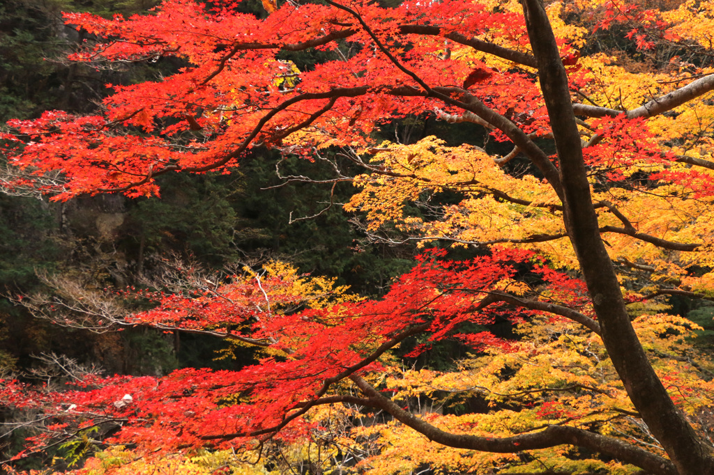 輝く紅葉   (72T)