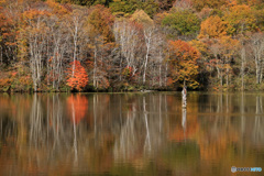 秋の映り込み