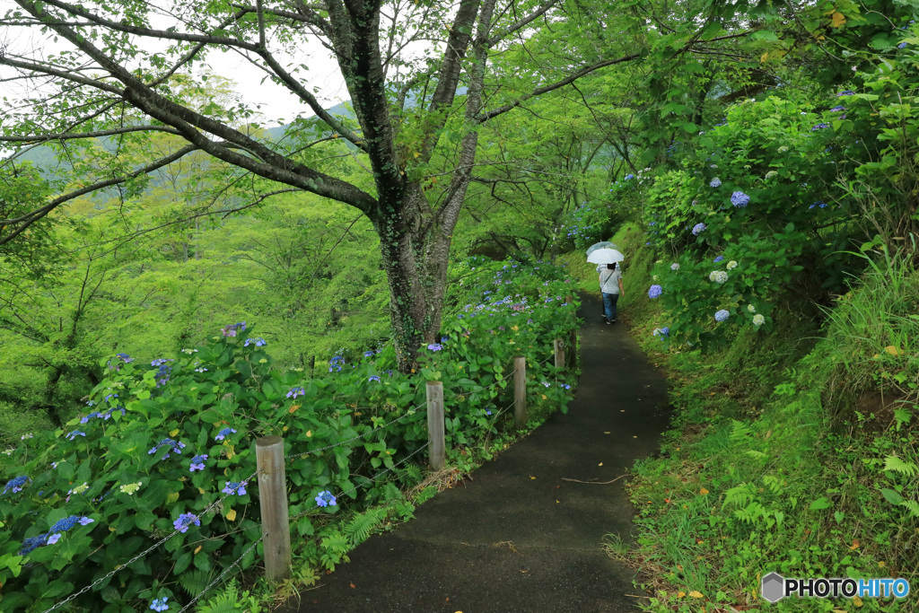 アジサイの小路 -3