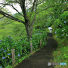 アジサイの小路 -3