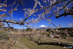 白梅越しに観る富士