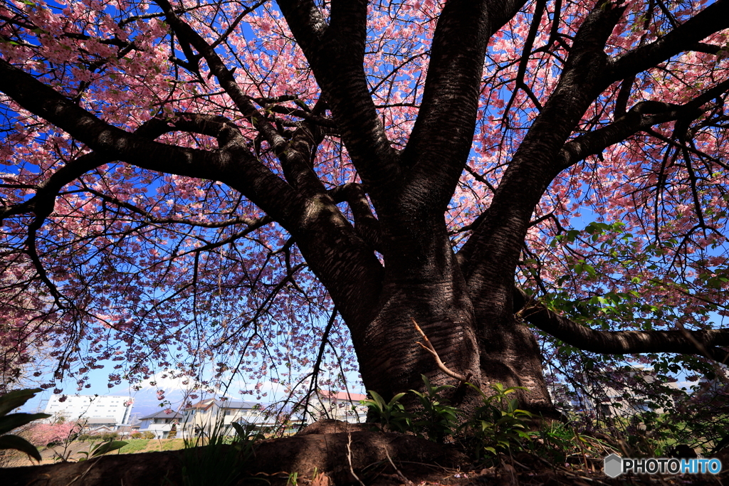 大きな桜の木