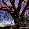 大きな桜の木