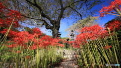 咲き競う