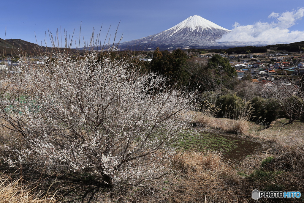 里山に咲く白梅