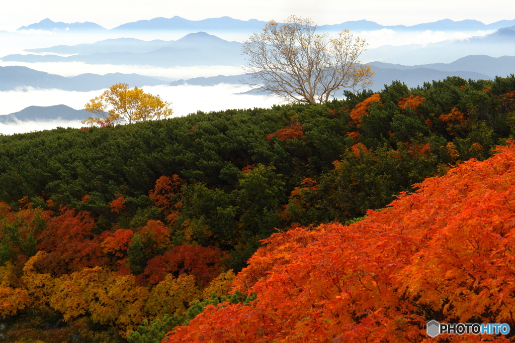 紅葉と雲海と