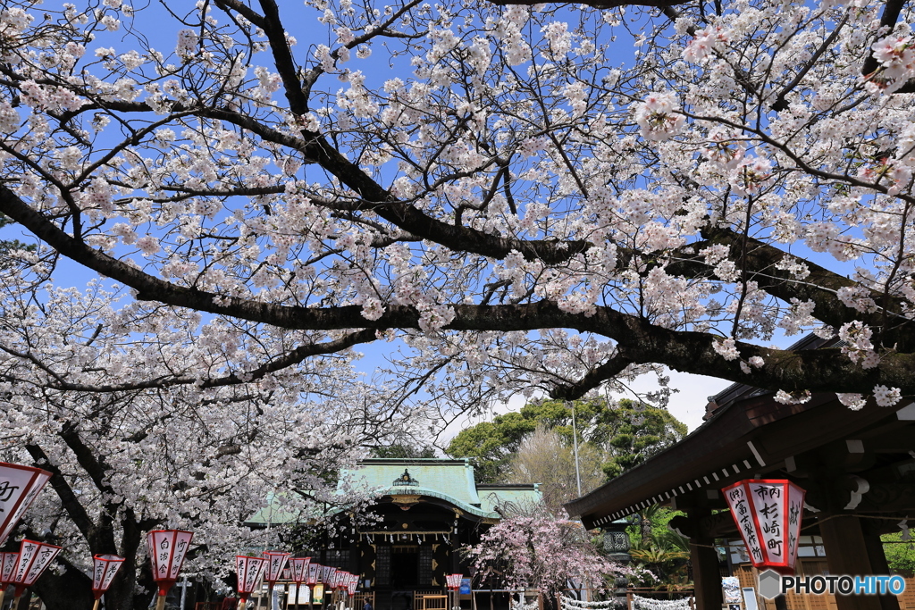 桜咲く境内