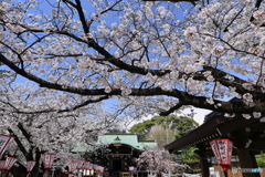 桜咲く境内