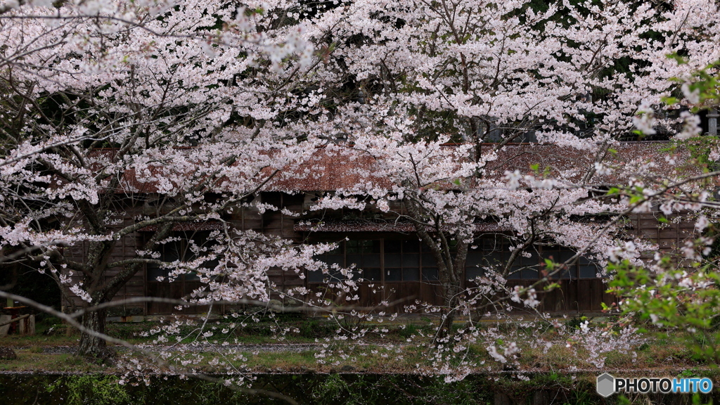 朽ちた家に咲く桜 (767T)