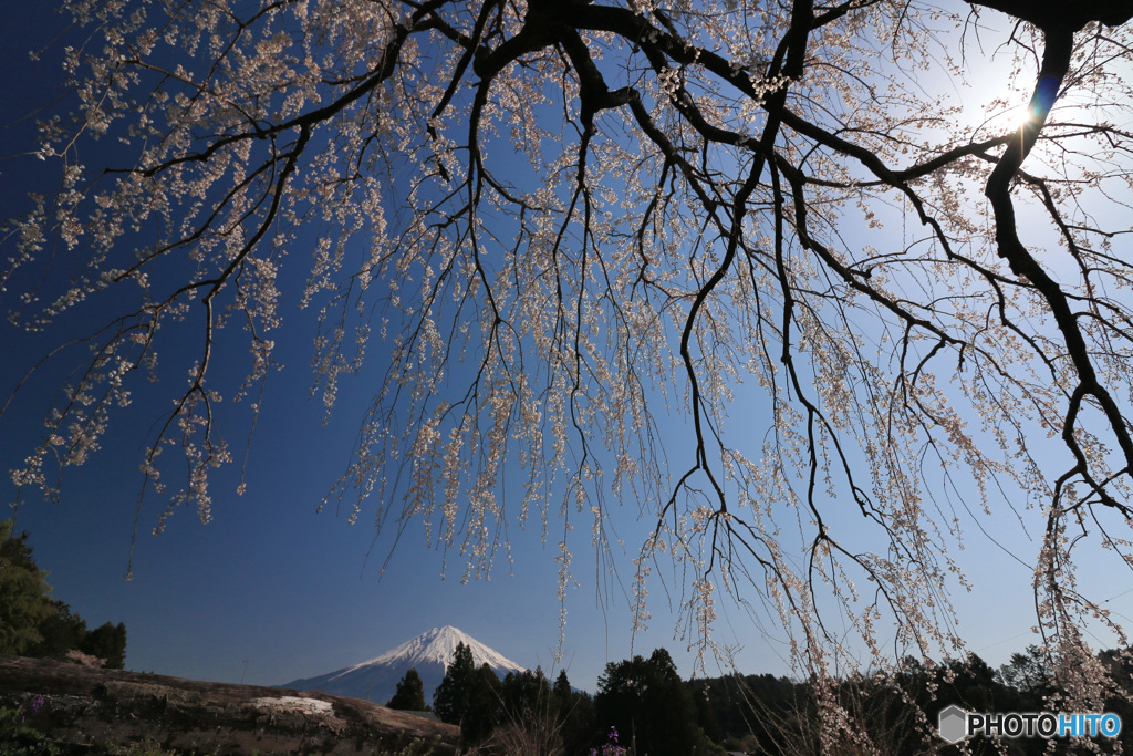 富士と滝桜 (340T)