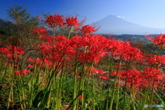 富士と彼岸花