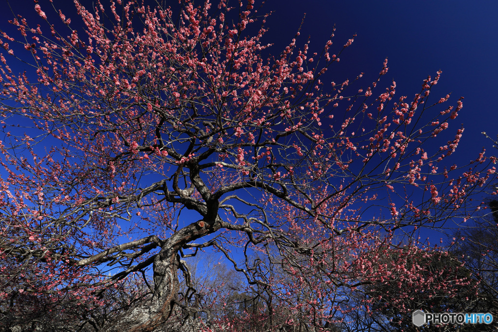 紅梅満開の頃 （426T)