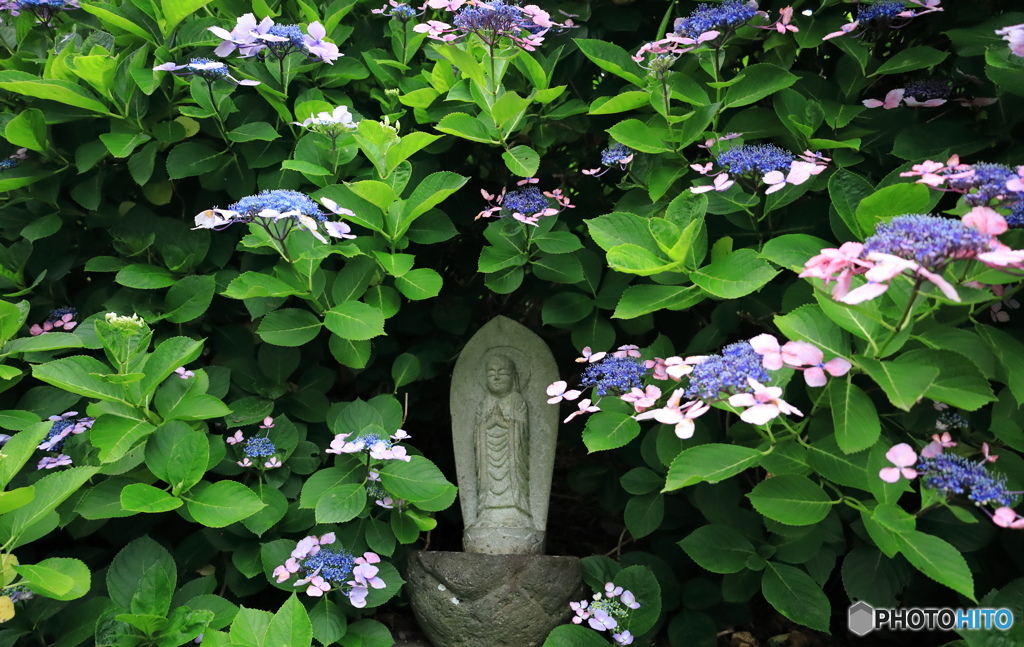 石仏とアジサイ -2