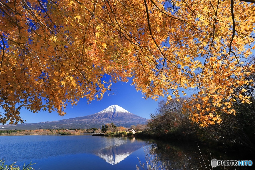 富士と紅葉