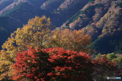 里山も秋いっぱい (493T)