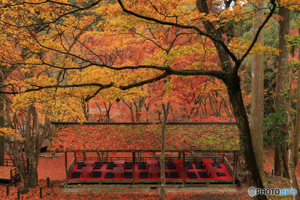 紅葉雨情