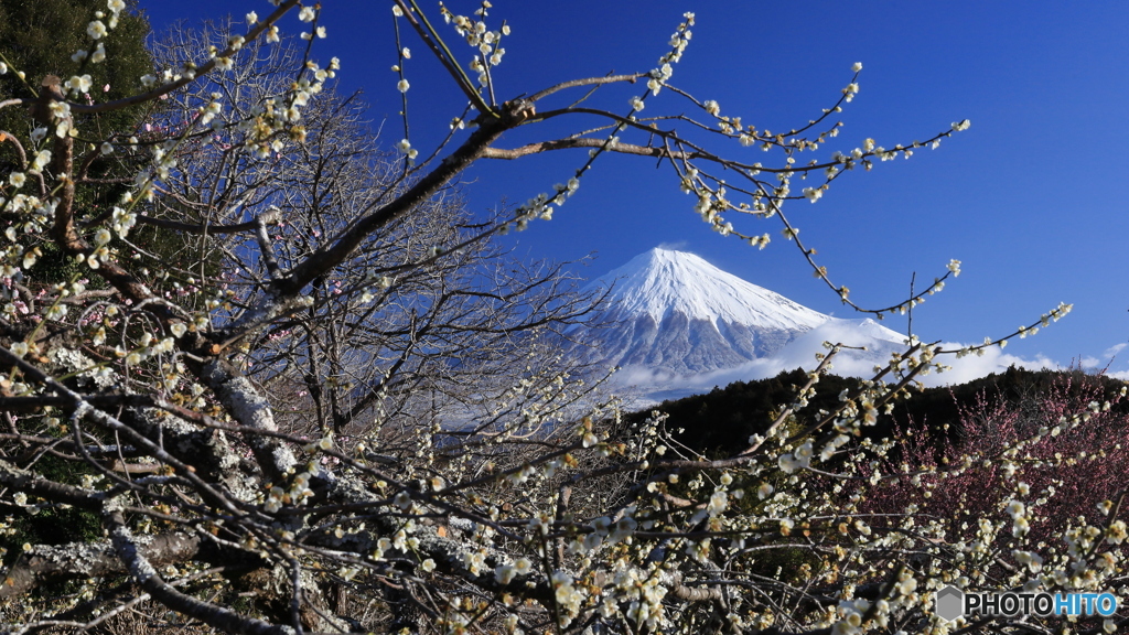 白梅越しに富士を観る -2