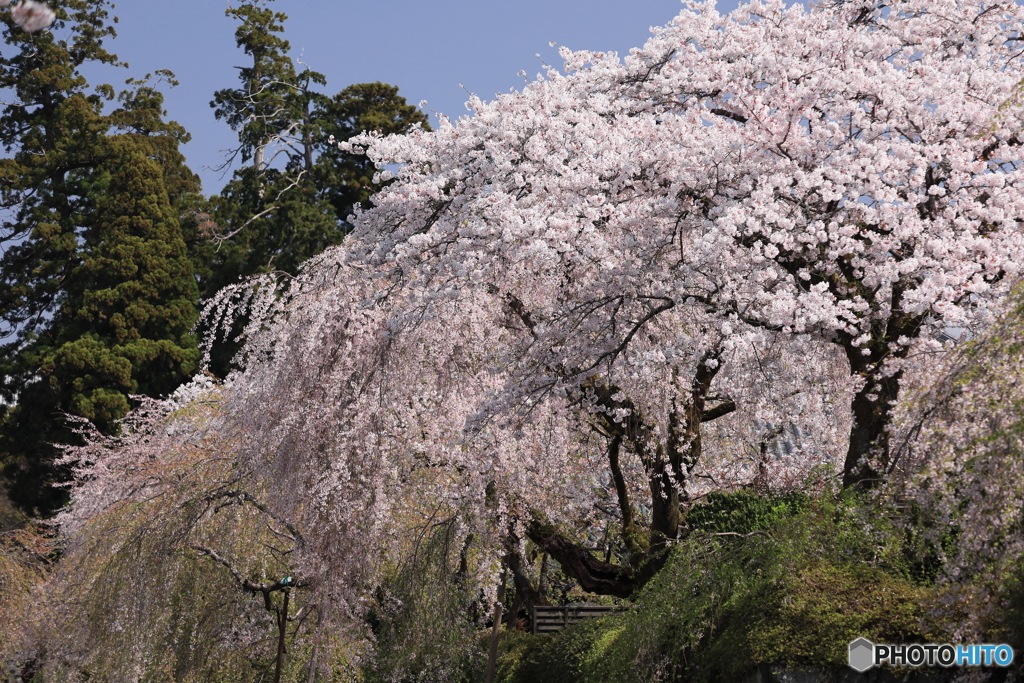 境内に咲く枝垂れ桜