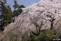 境内に咲く枝垂れ桜