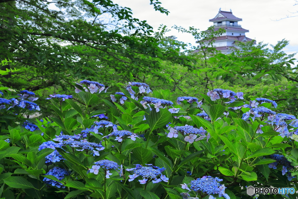 アジサイ咲く鶴ヶ城