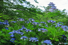 アジサイ咲く鶴ヶ城