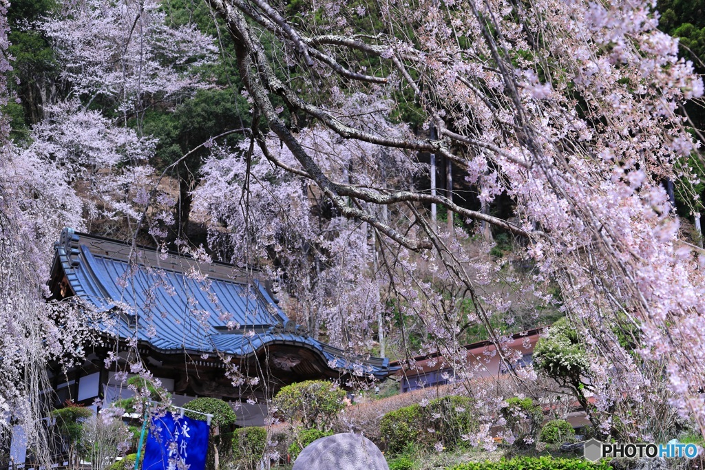 桜、満開に -17 (695T)