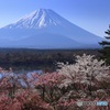 湖畔に咲く