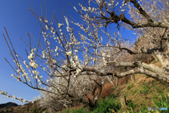 里山に咲く