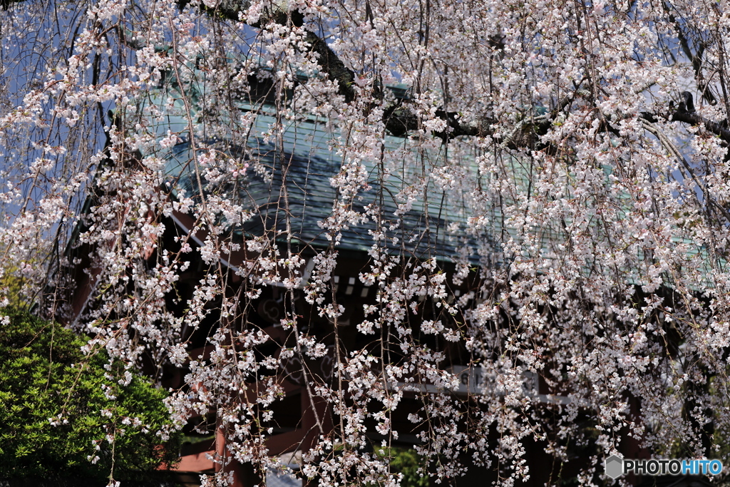 桜の簾 -2