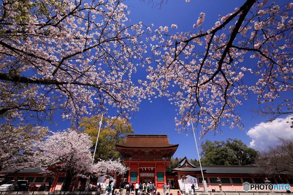 桜咲く浅間大社