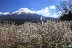 富士の見える梅園