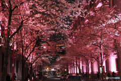 桜色の通り (180Ｔ)