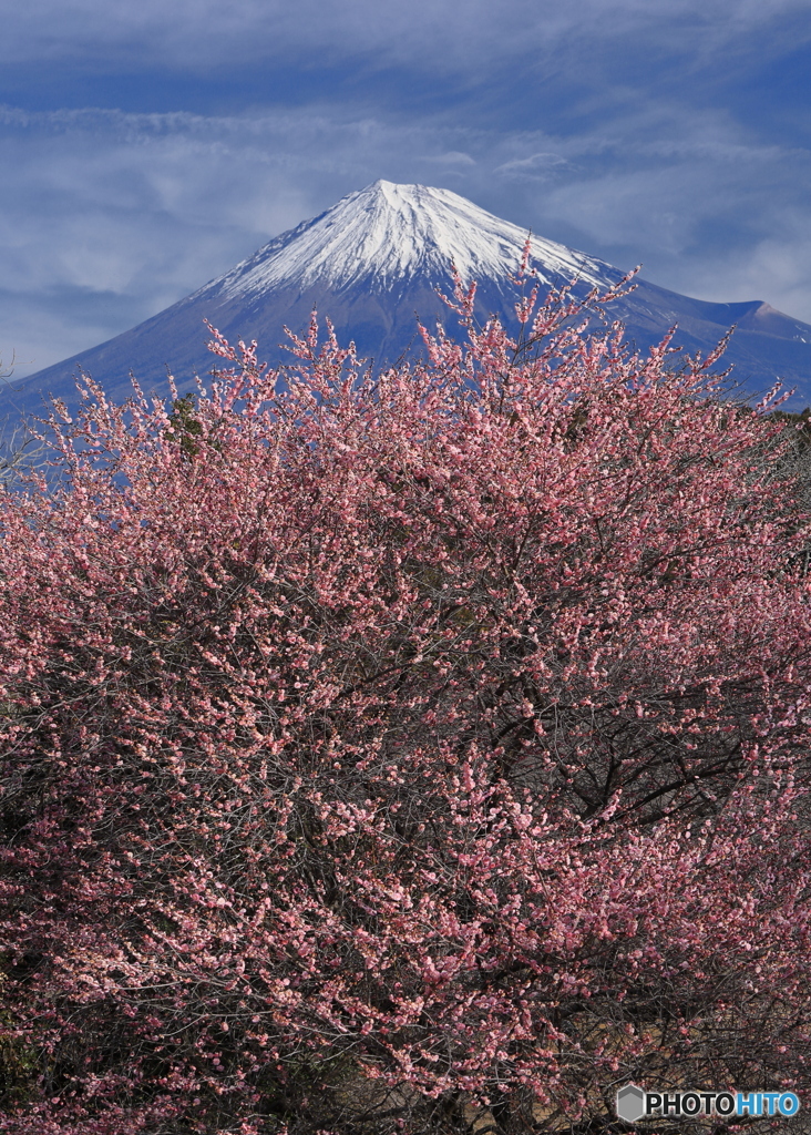 紅梅と富士