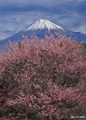 紅梅と富士