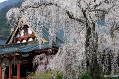 身延山・久遠寺の枝垂桜