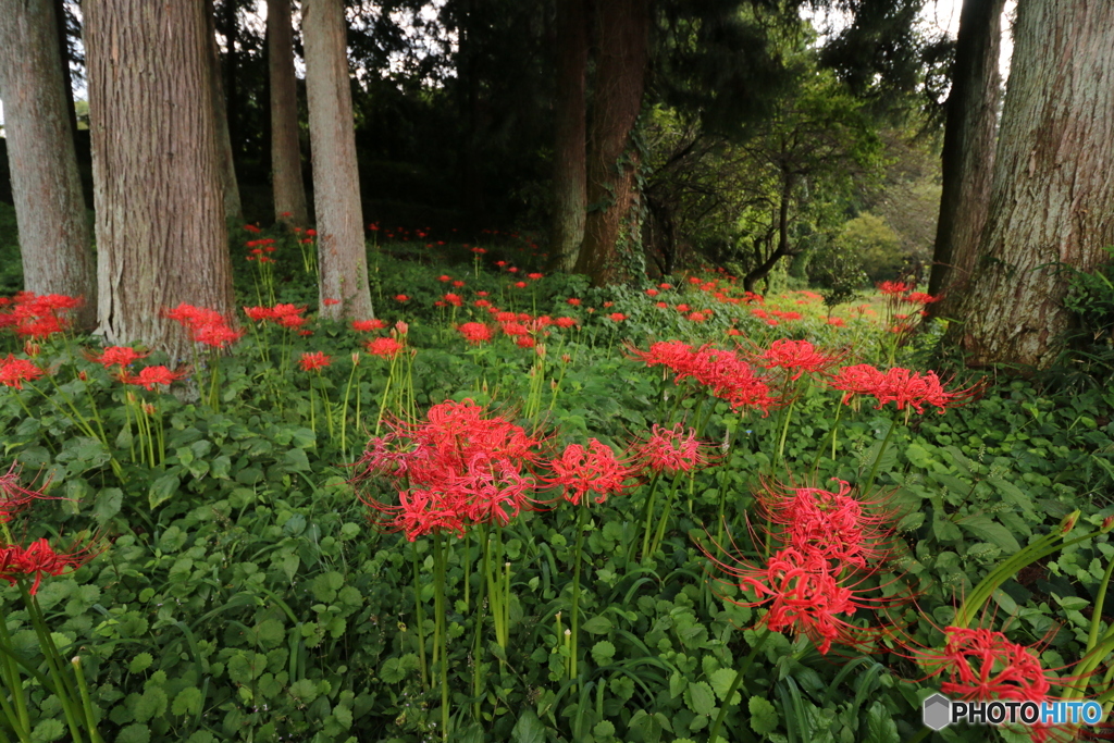 彼岸花咲く頃