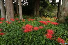 彼岸花咲く頃