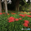 彼岸花咲く頃