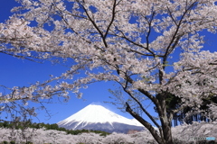 富士と桜