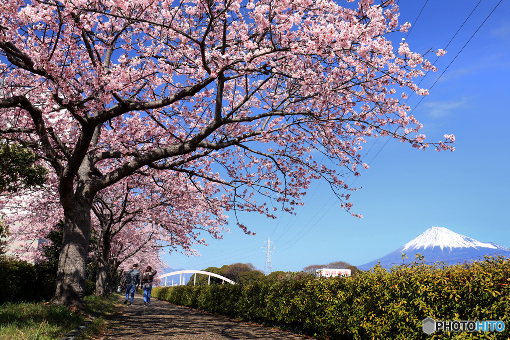 富士と桜の散歩道 (425T)