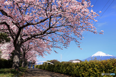 富士と桜の散歩道 (425T)