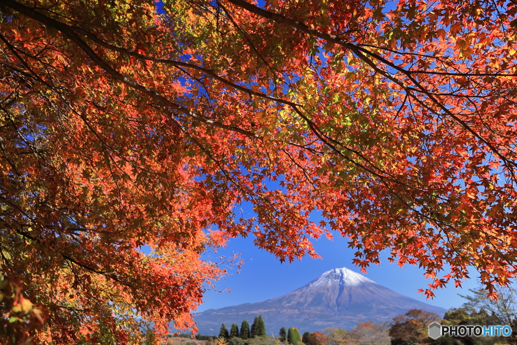 富士と紅葉