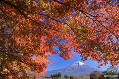 富士と紅葉