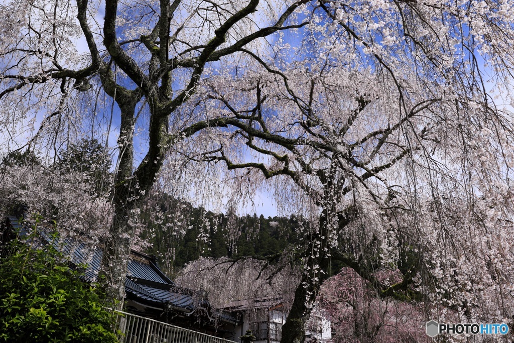 桜咲く境内 (601T)
